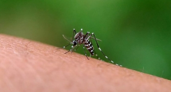 Autoridades alertam para possível epidemia de dengue no Centro-Oeste em 2024